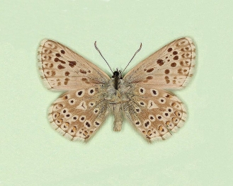minor Chalkhill Blue (Polyommatus (Lysandra) coridon)