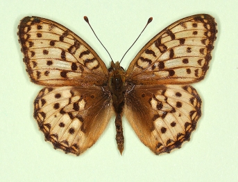 albicans Dark Green Fritillary (Argynnis aglaja)