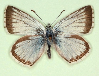 infralatiora Chalkhill Blue (Polyommatus (Lysandra) coridon)