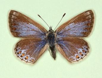 thestylis Common Blue (Polyommatus (Lysandra) icarus)