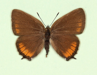 nov Black Hairstreak (Satyrium pruni)