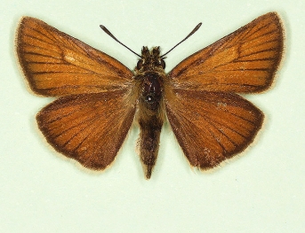 suffusa Small Skipper (Thymelicus sylvestris)