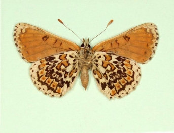 wittei Glanville Fritillary (Melitaea cinxia)