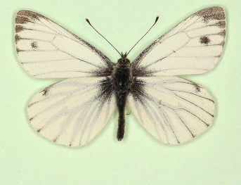 nov Green-veined White (Pieris napi)