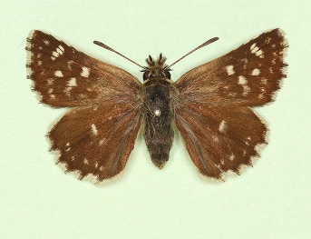 punctifera Grizzled Skipper (Pyrgus malvae)