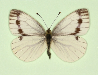 continua Green-veined White (Pieris napi)