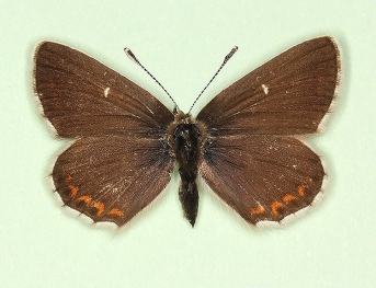 semi-allous Northern Brown Argus (Aricia Artaxerxes)