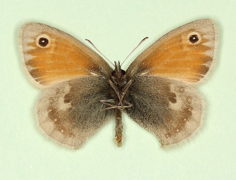 antialbocuneata Small Heath (Coenonympha pamphilus)
