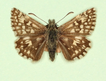 marginoelongata Grizzled Skipper (Pyrgus malvae)