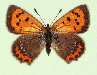 caeruleopunctata Small Copper (Lycaena phlaeas)