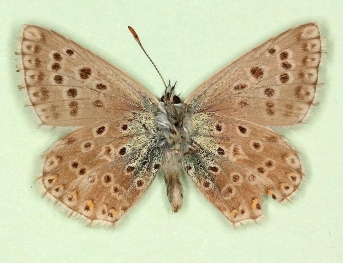 ultranubila Chalkhill Blue (Polyommatus (Lysandra) coridon)