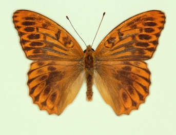 ocellata Silver-washed Fritillary (Argynnis paphia)