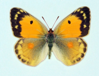 radiata Clouded Yellow (Colias croceus)