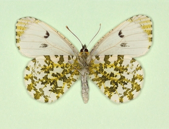 dispila Orange-tip (Anthocharis cardamines)