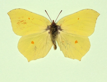 nov Brimstone (Gonepteryx rhamni)