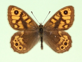 pallida Wall (Lassiommata megaera)