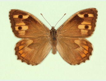 anopenopterus Grayling (Hipparchia semele)