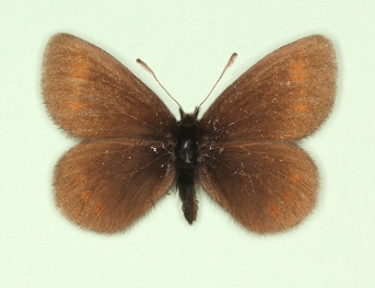 nelamus Mountain Ringlet (Erebia epiphron)
