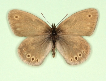 lunaris Large heath (Coenonympha tullia)
