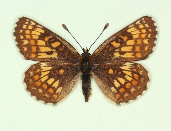 virgata Heath Fritillary (Melitaea athalia)