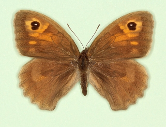 illumunata Meadow Brown (Maniola jurtina)
