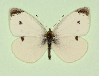 cordata Small White (Pieris rapae)