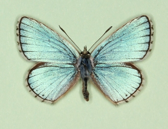 excelsia Adonis Blue (Polyommatus (Lysandra) bellargus)