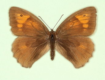 antiparvipuncta Meadow Brown (Maniola jurtina)