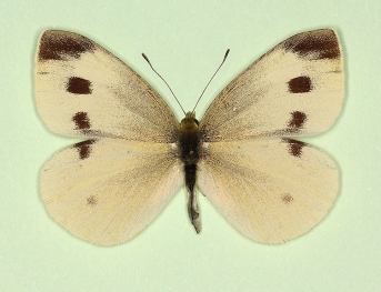 nigropunctata Small White (Pieris rapae)