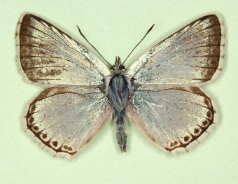 homeotic Chalkhill Blue (Polyommatus (Lysandra) coridon)