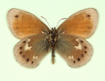 antidefasciata + annulonulla Large heath (Coenonympha tullia)