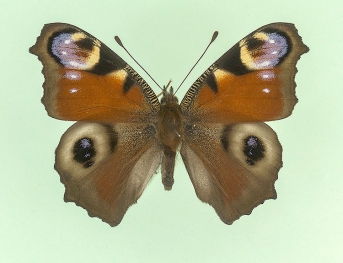 nigriocellata Peacock (Inachis io)