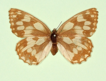 grisescens Marbled White (Melanargia galathea)