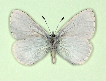 obsoleta Holly Blue (Celastrina argiolus)