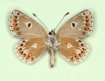 impunctata Brown Argus (Aricia agestis)