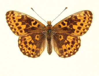 pittionii Pearl-bordered Fritillary (Boloria euphrosyne)