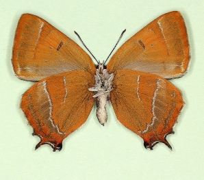 nov Brown Hairstreak (Thecla betulae)