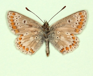 postico-obsoleta Brown Argus (Aricia agestis)