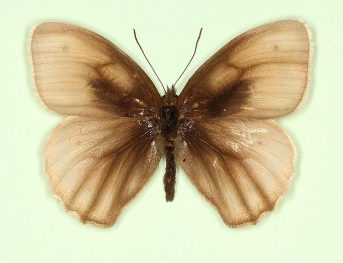 radiata Meadow Brown (Maniola jurtina)
