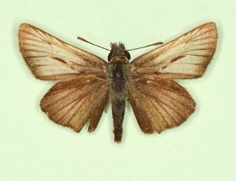 trans ab. pallida Small Skipper (Thymelicus sylvestris)