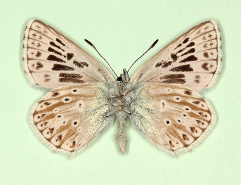 antico-extensa Chalkhill Blue (Polyommatus (Lysandra) coridon)