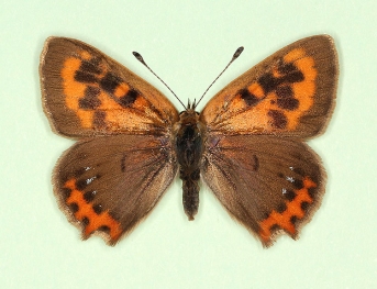 kochi Small Copper (Lycaena phlaeas)