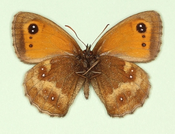 tithonellus Gatekeeper (Pyronia tithonus)