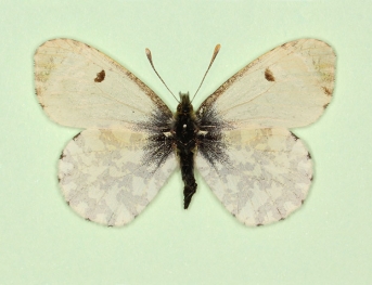decolorata Orange-tip (Anthocharis cardamines)