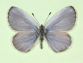 lilacina Holly Blue (Celastrina argiolus)