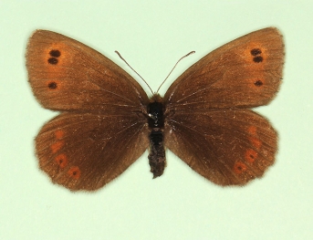 nigra Scotch Argus (Erebia aethiops)