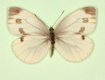 fuscosignata Green-veined White (Pieris napi)
