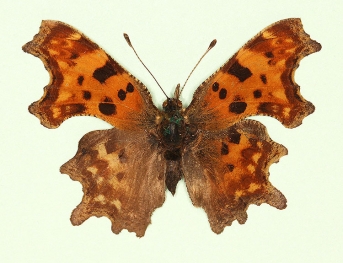 nov Comma (Polygonia c-album)