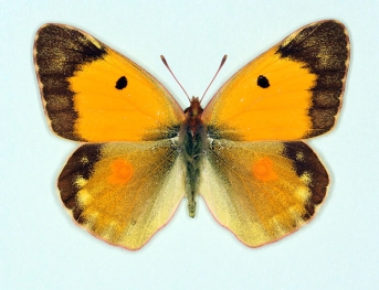 pseudomas + earinica Clouded Yellow (Colias croceus)