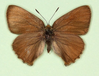 pathological Green Hairstreak (Callophrys rubi)